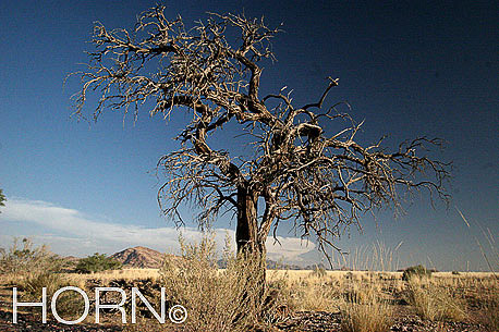 TREES-154
