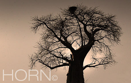 TREES-156